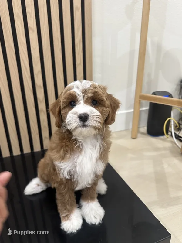 Clara, a female Cavapoo for sale in Azusa, CA – 1 of 3