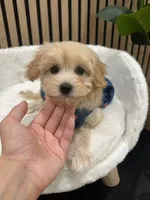 Celine, a female Maltipoo for sale in Azusa, CA – 2 of 4