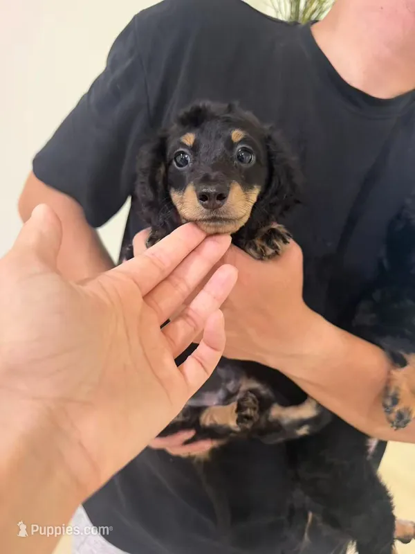 Jojo – Miniature Dachshund puppy for sale in Azusa, CA