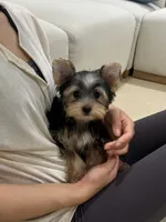 Alice , a female Yorkshire Terrier for sale in Azusa, CA – 3 of 3
