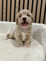 Ben teacup, a male Maltipoo for sale in Azusa, CA – 3 of 4