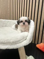 Clara, a female Shih Tzu for sale in Azusa, CA – 3 of 4