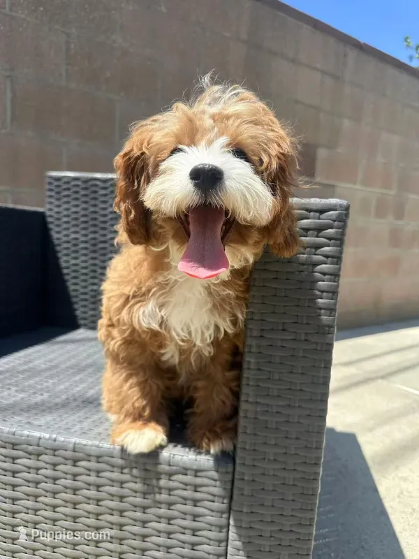 Clara – Cavapoo puppy for sale in Azusa, CA