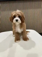 Clara, a female Cavapoo for sale in Azusa, CA – Photo 3 of 3
