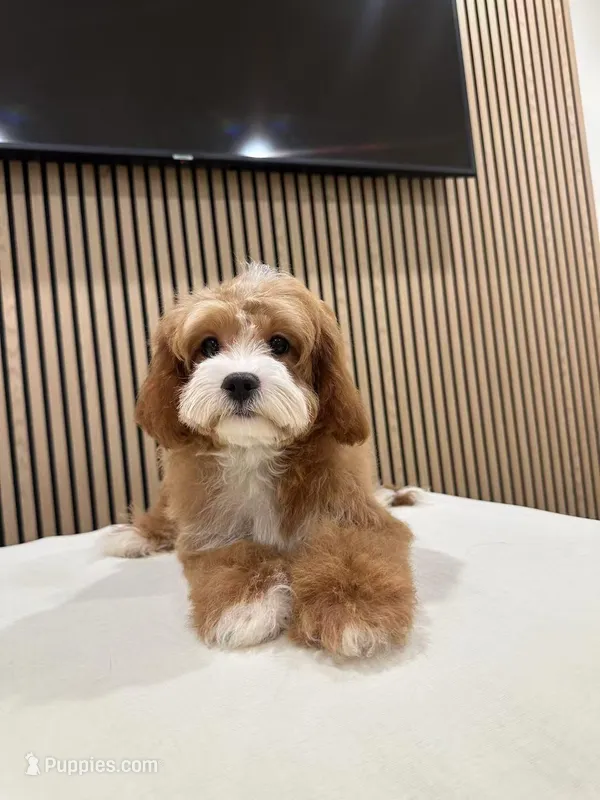 Clara, a female Cavapoo for sale in Azusa, CA – Photo 1 of 3