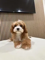 Clara, a female Cavapoo for sale in Azusa, CA – Photo 1 of 3