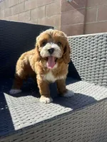 Cherry, a female Cockapoo for sale in Azusa, CA – 3 of 3