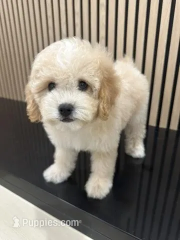Jack – Cavapoo puppy for sale in Azusa, CA