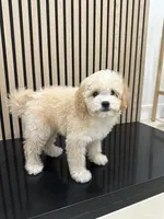 Jack, a male Cavapoo for sale in Azusa, CA – Photo 3 of 5