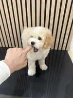 Jack, a male Cavapoo for sale in Azusa, CA – Photo 4 of 5