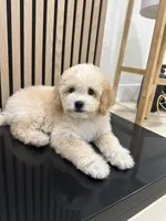 Jack, a male Cavapoo for sale in Azusa, CA – Photo 5 of 5