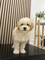 Jack, a male Cavapoo for sale in Azusa, CA – Photo 2 of 5