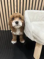 jimmy, a male Cockapoo for sale in Azusa, CA – 3 of 3