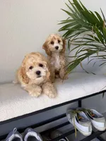 Clara, a female Cockapoo for sale in Azusa, CA – 2 of 3