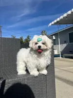 jimmy, a male Maltese for sale in Azusa, CA – Photo 3 of 3