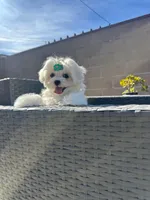 jimmy, a male Maltese for sale in Azusa, CA – Photo 2 of 3