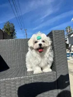 jimmy, a male Maltese for sale in Azusa, CA – Photo 1 of 3