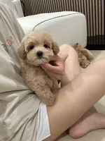 jimmy, a male Maltipoo for sale in Azusa, CA – 3 of 4