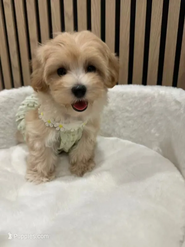 Celine – Maltipoo puppy for sale in Azusa, CA