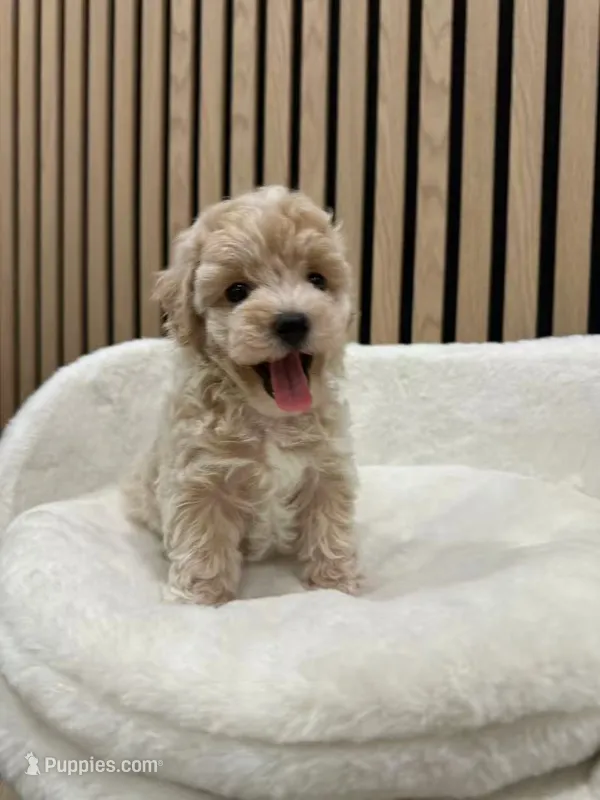 Celine Teacup – Maltipoo puppy on hold in Azusa, CA