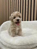 Celine Teacup, a female Maltipoo for sale in Azusa, CA – 1 of 4