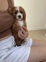 Clara, a female Cavapoo for sale in Azusa, CA – 2 of 4