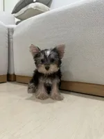 Amy Teacup, a female Yorkshire Terrier for sale in Azusa, CA – 2 of 4
