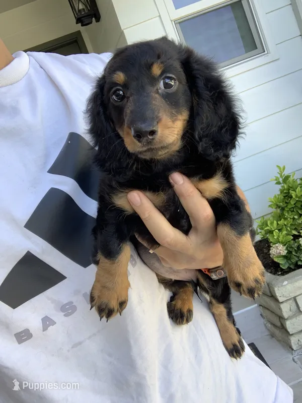 Vicky – Miniature Dachshund puppy for sale in Azusa, CA