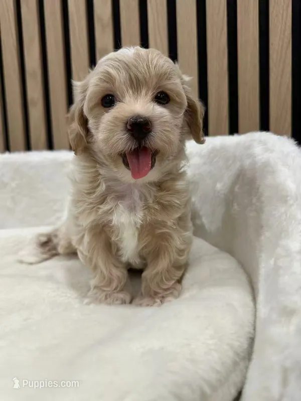 Ben teacup – Maltipoo puppy for sale in Azusa, CA