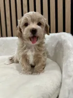 Ben teacup, a male Maltipoo for sale in Azusa, CA – 1 of 4
