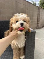 charles, a male Cavapoo for sale in Azusa, CA – 2 of 4
