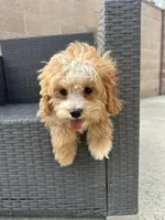 charles, a male Cavapoo for sale in Azusa, CA – 4 of 4