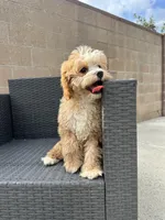 charles, a male Cavapoo for sale in Azusa, CA – 3 of 4