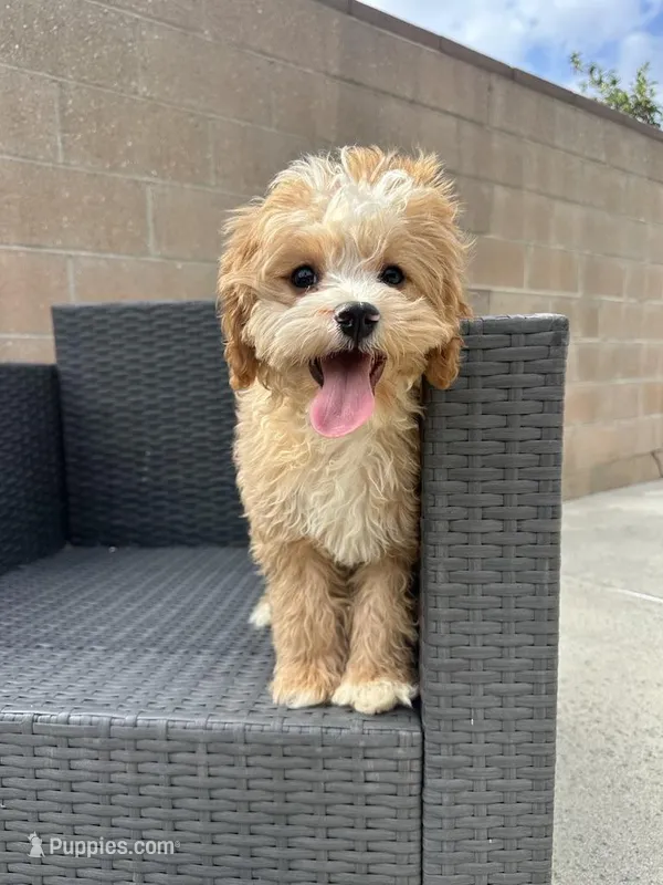 charles – Cavapoo puppy for sale in Azusa, CA
