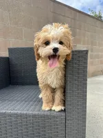charles, a male Cavapoo for sale in Azusa, CA – 1 of 4
