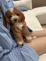 charles, a male Cavapoo for sale in Azusa, CA – 4 of 5