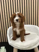 James, a male Cavapoo for sale in Azusa, CA – 3 of 4