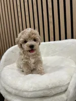 Celine Teacup, a female Maltipoo for sale in Azusa, CA – 4 of 4