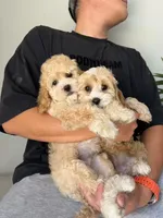 Clara, a female Cockapoo for sale in Azusa, CA – 3 of 3