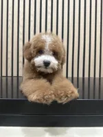 timmy, a male Bichpoo for sale in Azusa, CA – Photo 2 of 3