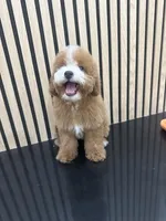 timmy, a male Bichpoo for sale in Azusa, CA – Photo 3 of 3