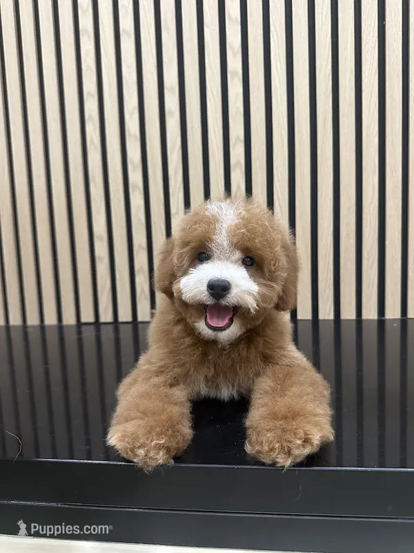 timmy – Bichpoo puppy for sale in Azusa, CA