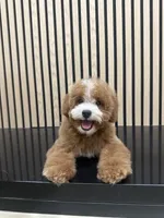 timmy, a male Bichpoo for sale in Azusa, CA – Photo 1 of 3