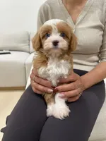Tiny Toy nahh, a male Cavapoo for sale in Azusa, CA – Photo 2 of 5