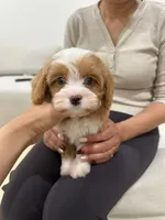 Tiny Toy nahh, a male Cavapoo for sale in Azusa, CA – Photo 5 of 5