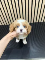 Tiny Toy nahh, a male Cavapoo for sale in Azusa, CA – Photo 3 of 5