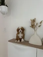 Tiny Toy nahh, a male Cavapoo for sale in Azusa, CA – Photo 4 of 5