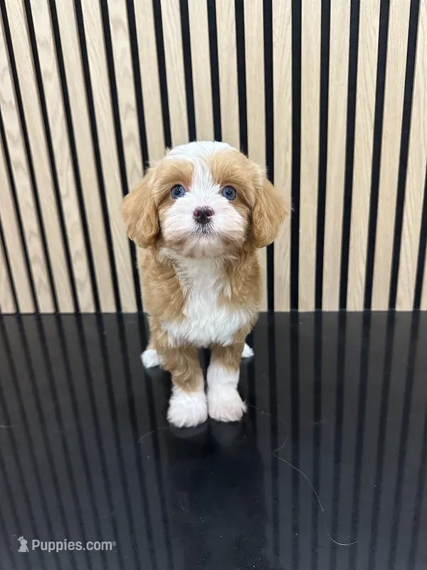 Tiny Toy nahh – Cavapoo puppy for sale in Azusa, CA