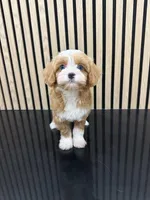 Tiny Toy nahh, a male Cavapoo for sale in Azusa, CA – Photo 1 of 5