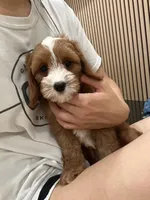 Clara, a female Cavapoo for sale in Azusa, CA – 2 of 4